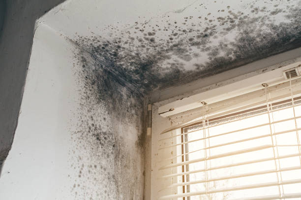 Affordable Mold Cleanup solutions in Lutz, FL