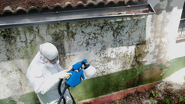 Trusted Mold Inspection service in Lutz, FL - Cheap Mold Removal
